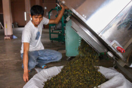 Tea factory