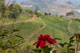 View of tea plantations