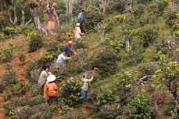 Women working at a tea plantation near Mae Salong