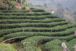 View of tea plantations