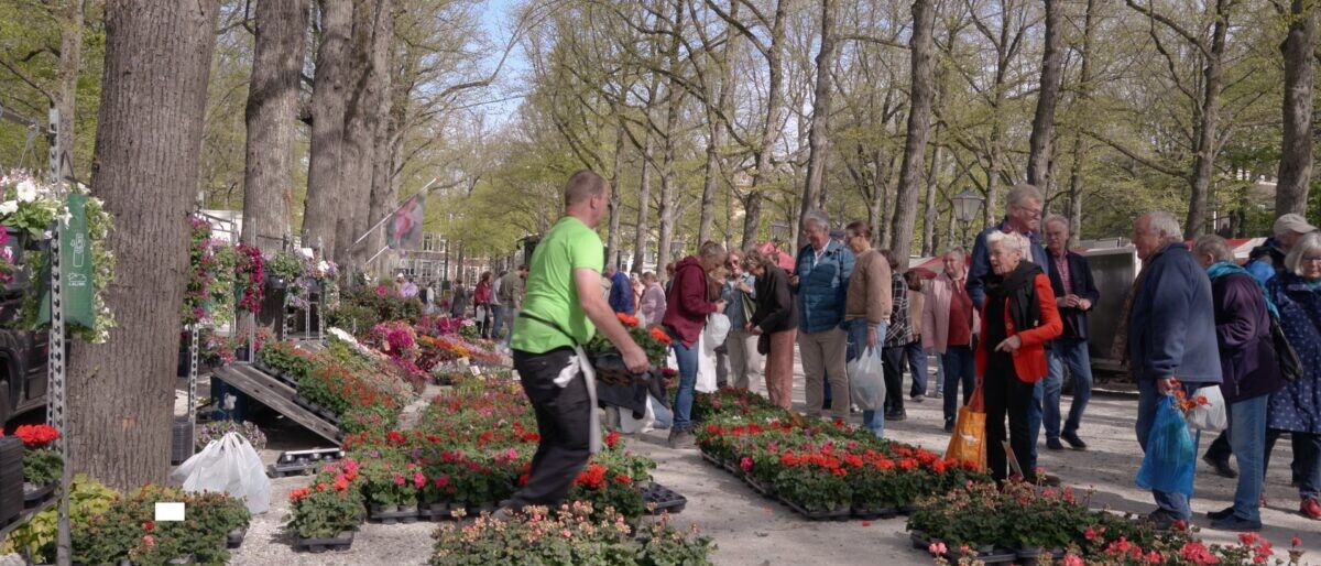 Geraniummarkt 2026