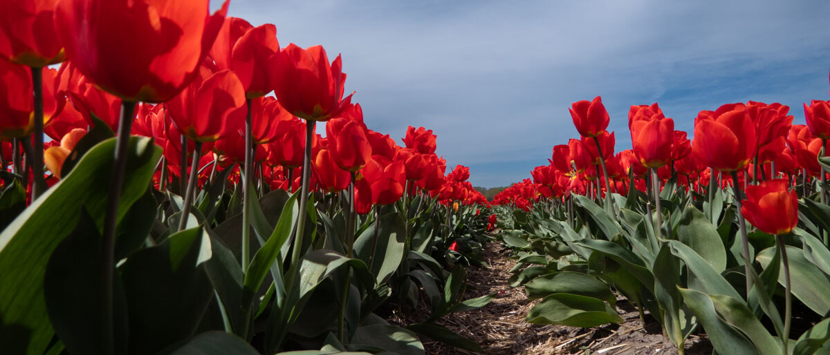 tulips in the field