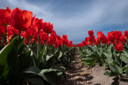 tulips in the field