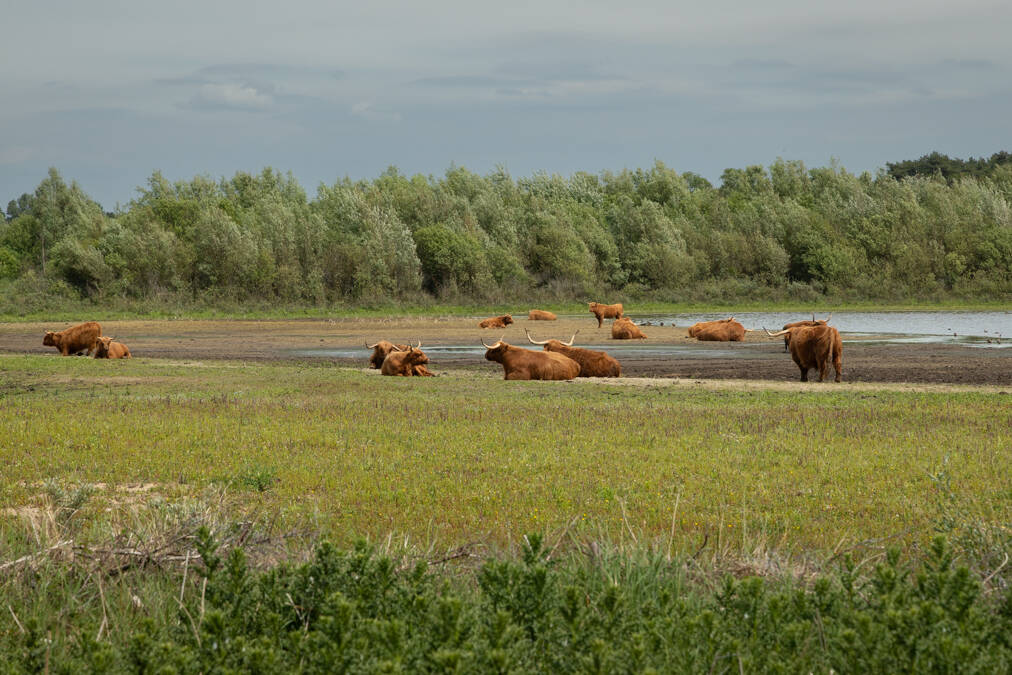 Schotse Hooglanders