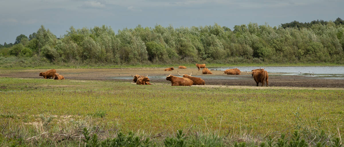 Schotse Hooglanders
